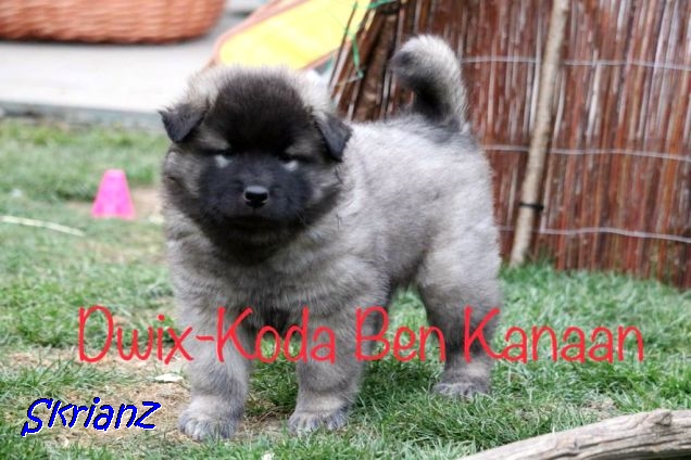 4.2021 - Koda Dwix 